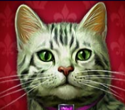 Символ игрового автомата Diamond Cats Кот