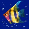 Символ игрового автомата Dolphin's Pearl Deluxe Рыба